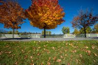 three trees with leaves on the ground and a bench in front of them, with bright leaves