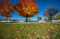 three trees with leaves on the ground and a bench in front of them, with bright leaves