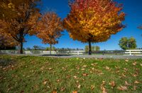 three trees with leaves on the ground and a bench in front of them, with bright leaves