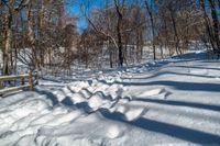 a trail surrounded by tall trees on a snowy slope in the woods by a bench