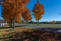 some trees with colorful leaves are behind a white fence with a bench in the middle