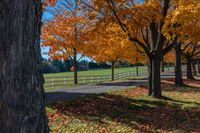 the road leads into a farm fenced in park with yellow and red trees and foliage