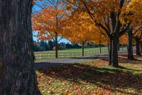 the road leads into a farm fenced in park with yellow and red trees and foliage