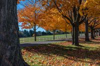 the road leads into a farm fenced in park with yellow and red trees and foliage