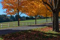 the road leads into a farm fenced in park with yellow and red trees and foliage