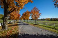 trees are lining the driveway of an equestrian park with a white fence and field in the background