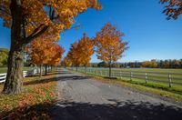 trees are lining the driveway of an equestrian park with a white fence and field in the background