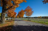 trees are lining the driveway of an equestrian park with a white fence and field in the background