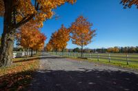 trees are lining the driveway of an equestrian park with a white fence and field in the background