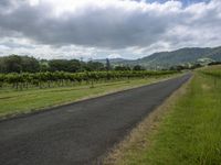 an empty road going through a vineyard area with lush vegetation behind it and mountains beyond