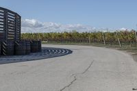 several tires sit next to the road on a sunny day that is lined with rows of vines