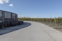 several tires sit next to the road on a sunny day that is lined with rows of vines