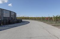 several tires sit next to the road on a sunny day that is lined with rows of vines