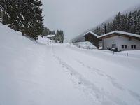 Rural Road: Snow Covered Trees
