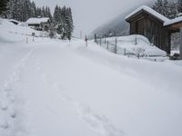 Rural Road: Snow Covered Trees
