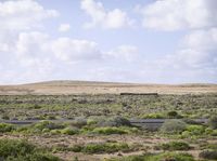 a long road between the desert and green trees, in a rural area with a white cloud