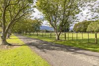 the road is surrounded by trees along the grassy side of the farm, which has a fence