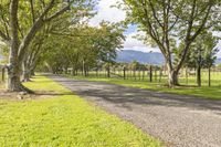 the road is surrounded by trees along the grassy side of the farm, which has a fence