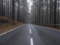 a tree lined road leads to a very dark and gloomy forest area on a hill