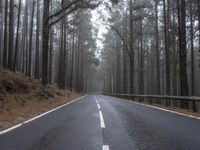 a tree lined road leads to a very dark and gloomy forest area on a hill