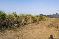 Rural Road in Thailand Through Green Fields