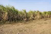 Rural Road in Thailand with Green Fields