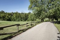 Rural Road with Tree-Lined Green Grass