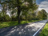 a rural road that has a few trees along it and grass and grass around the roadway