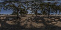 a full view of a bunch of trees in the middle of the road and horses out in a pasture