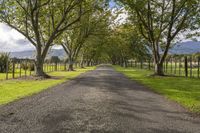 a rural road with many trees lined the sides of it and grassy grass, on a bright sunny day