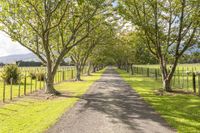 a rural road with many trees lined the sides of it and grassy grass, on a bright sunny day