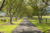 a rural road with many trees lined the sides of it and grassy grass, on a bright sunny day