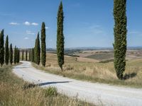 Rural Road in Tuscany: Lined with Cypress Trees