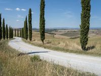 Rural Road in Tuscany: Lined with Cypress Trees