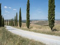 Rural Road in Tuscany: Lined with Cypress Trees