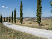 Rural Road in Tuscany: Lined with Cypress Trees