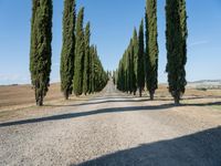 Rural Road in Tuscany, Italy on a Sunny Day