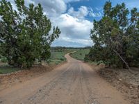 a gravel road in an open grassy area with trees lining it near to the roadway