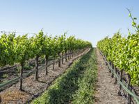 Rural Road through Vineyards in California Landscape 001