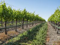 Rural Road through Vineyards in California Landscape 002