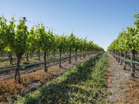 Rural Road through Vineyards in California Landscape 003