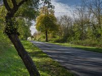 a paved road near the edge of some trees and green plants in the area of some trees, with a few signs on the side of it