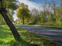 a paved road near the edge of some trees and green plants in the area of some trees, with a few signs on the side of it