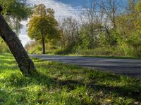 a paved road near the edge of some trees and green plants in the area of some trees, with a few signs on the side of it