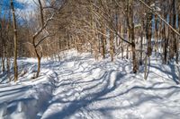 the trail is well marked in the snow in the woods by trees and snow covered ground