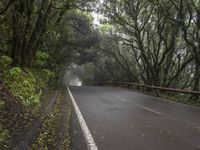 Rural Tenerife Spain: Gloomy Forest Road