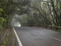 Rural Tenerife Spain: Gloomy Forest Road