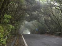 Rural Tenerife Spain: Gloomy Forest Road