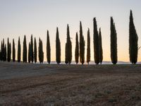 Rural Tuscany Italy Dawn Landscape 002