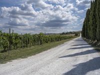 Rural Tuscany, Italy: A Serene Dirt Road